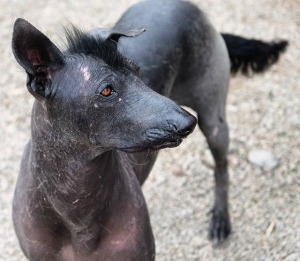 лысая перуанская собака